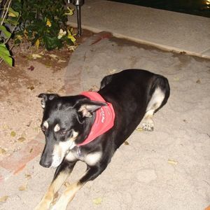 Meet your Posher, Carmen